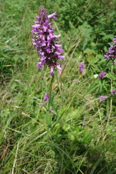 Betonica officinalis L. resmi