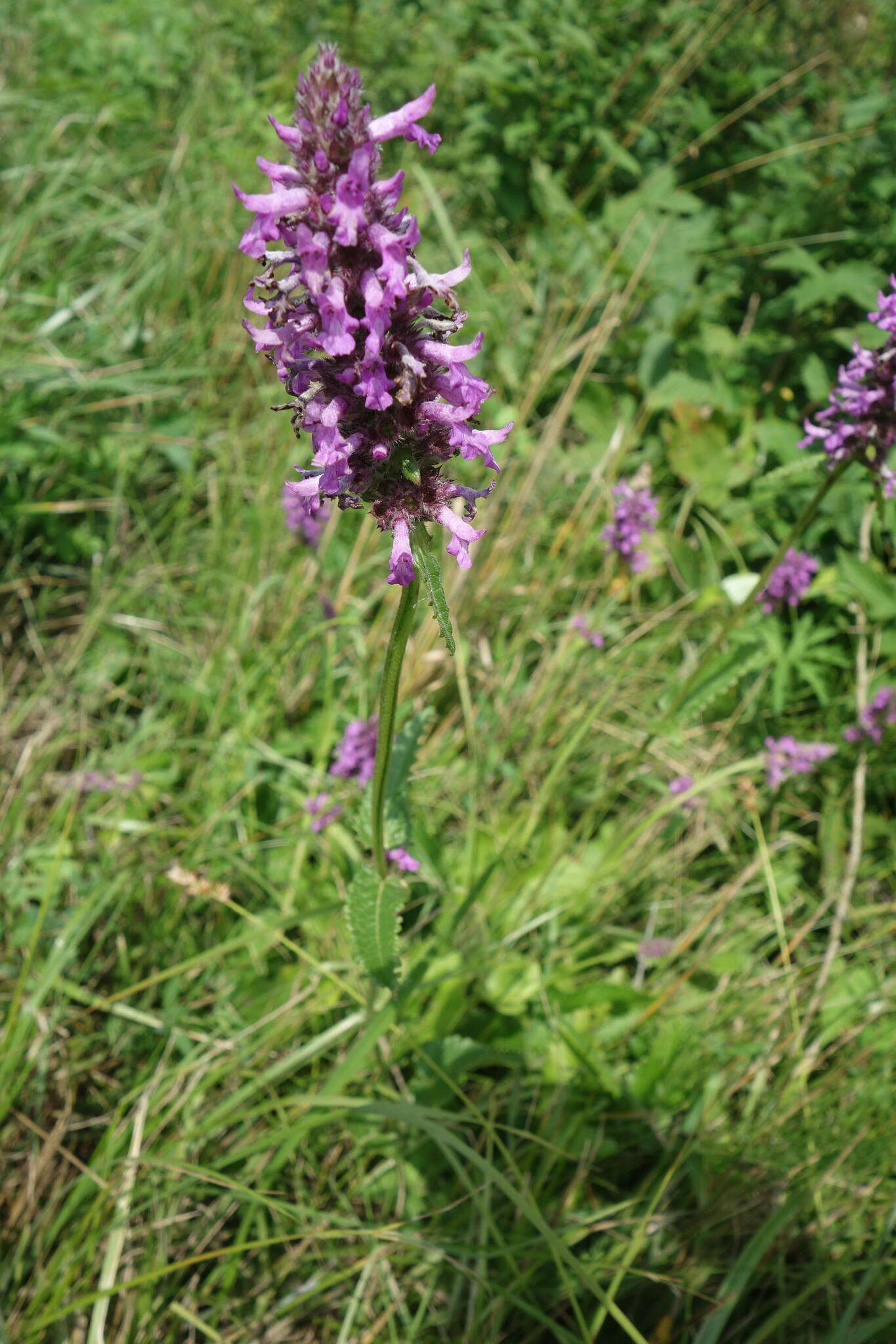 Image de Betonica officinalis L.