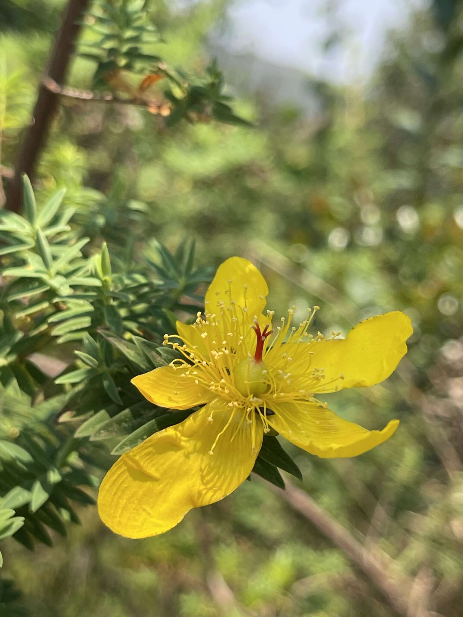 Image of Hypericum revolutum Vahl