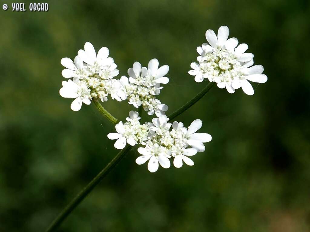 صورة Synelcosciadium carmeli (Labill.) Boiss.