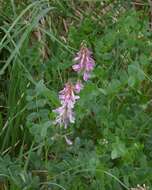 Image of Hedysarum hedysaroides subsp. hedysaroides