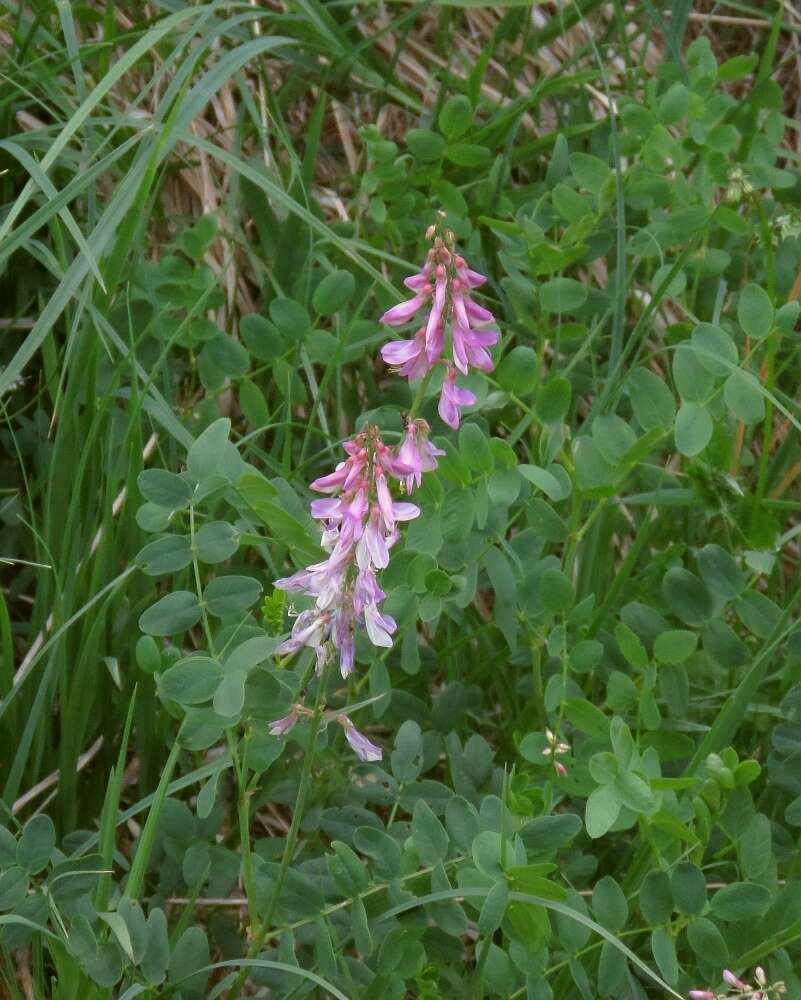 Plancia ëd Hedysarum hedysaroides subsp. hedysaroides