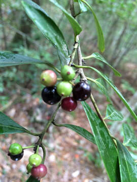 Слика од Ilex coriacea (Pursh) Chapman