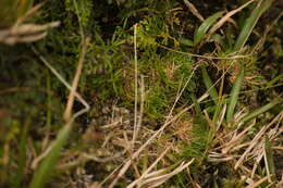 Image of Koolau Rosette Grass