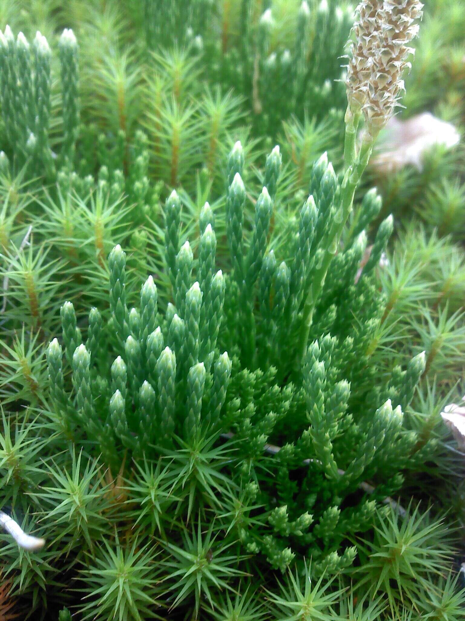 Image of savinleaf groundpine