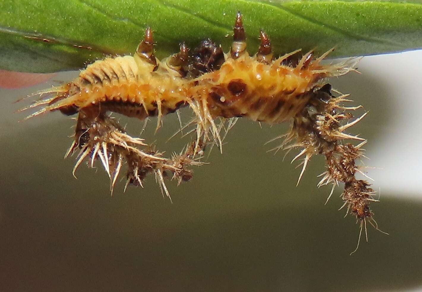 Image of Aspidimorpha (Megaspidomorpha) puncticosta Boheman 1854