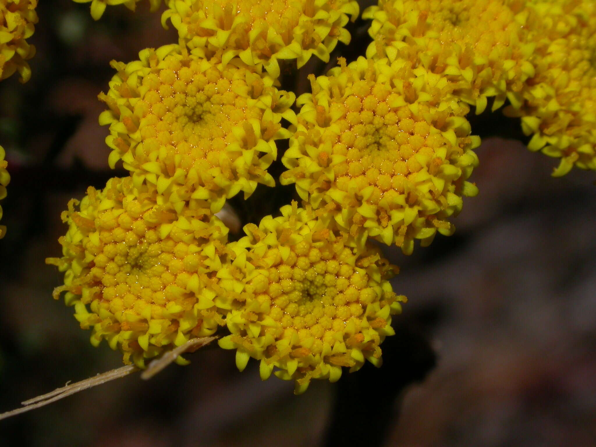 Plancia ëd Gonospermum fruticosum Less.