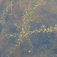 Image of American Pondweed