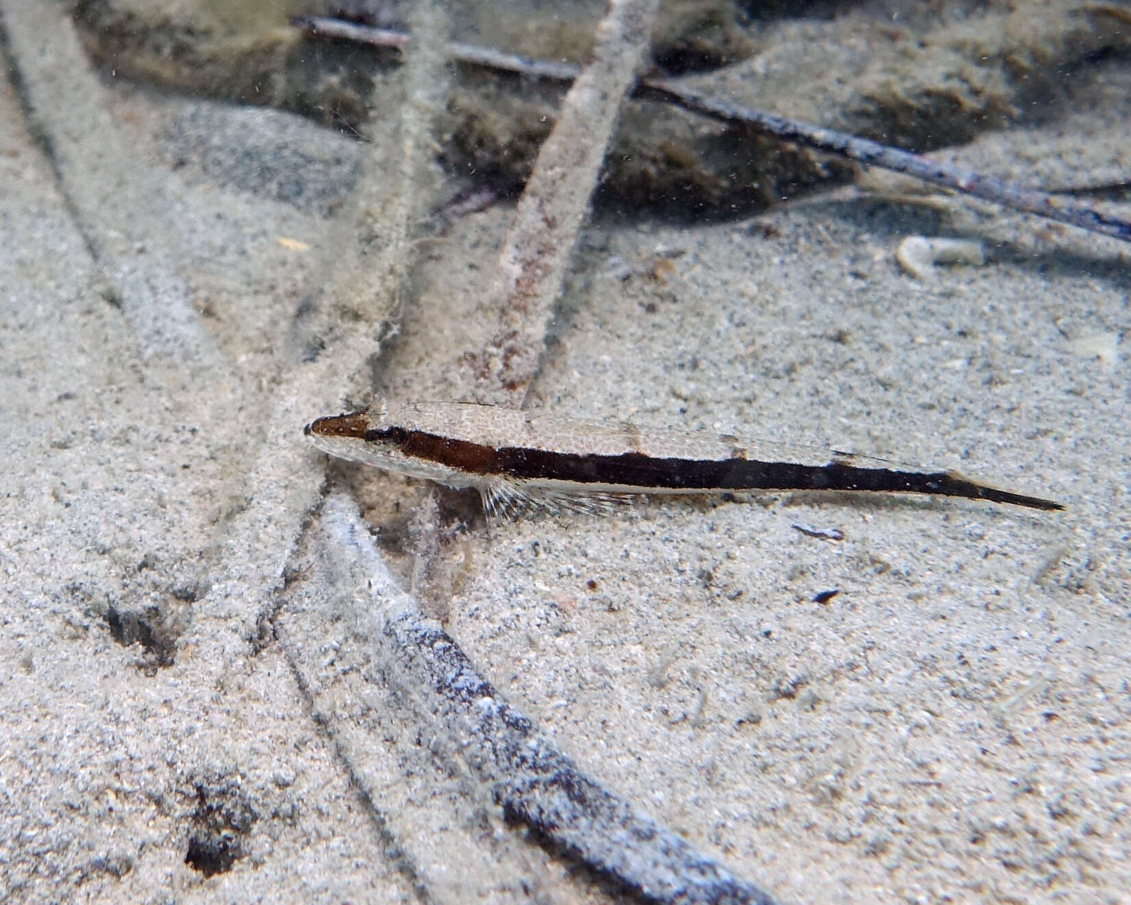 Image of Black flathead