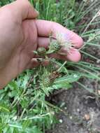 Plancia ëd Cirsium clavatum var. americanum (A. Gray) D. J. Keil