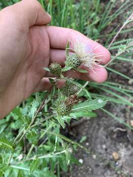 Image of Fish Lake thistle