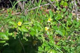 Image of Sticky Woodbeauty