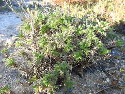 Image of Pelargonium hirtum (Burm. fil.) Jacq.