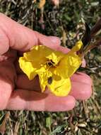 Image of Oenothera stricta subsp. stricta