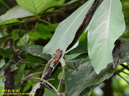 Image of <i>Papilio epycides melanoleucus</i>