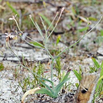 Image of Lapeirousia anceps (L. fil.) Ker Gawl.