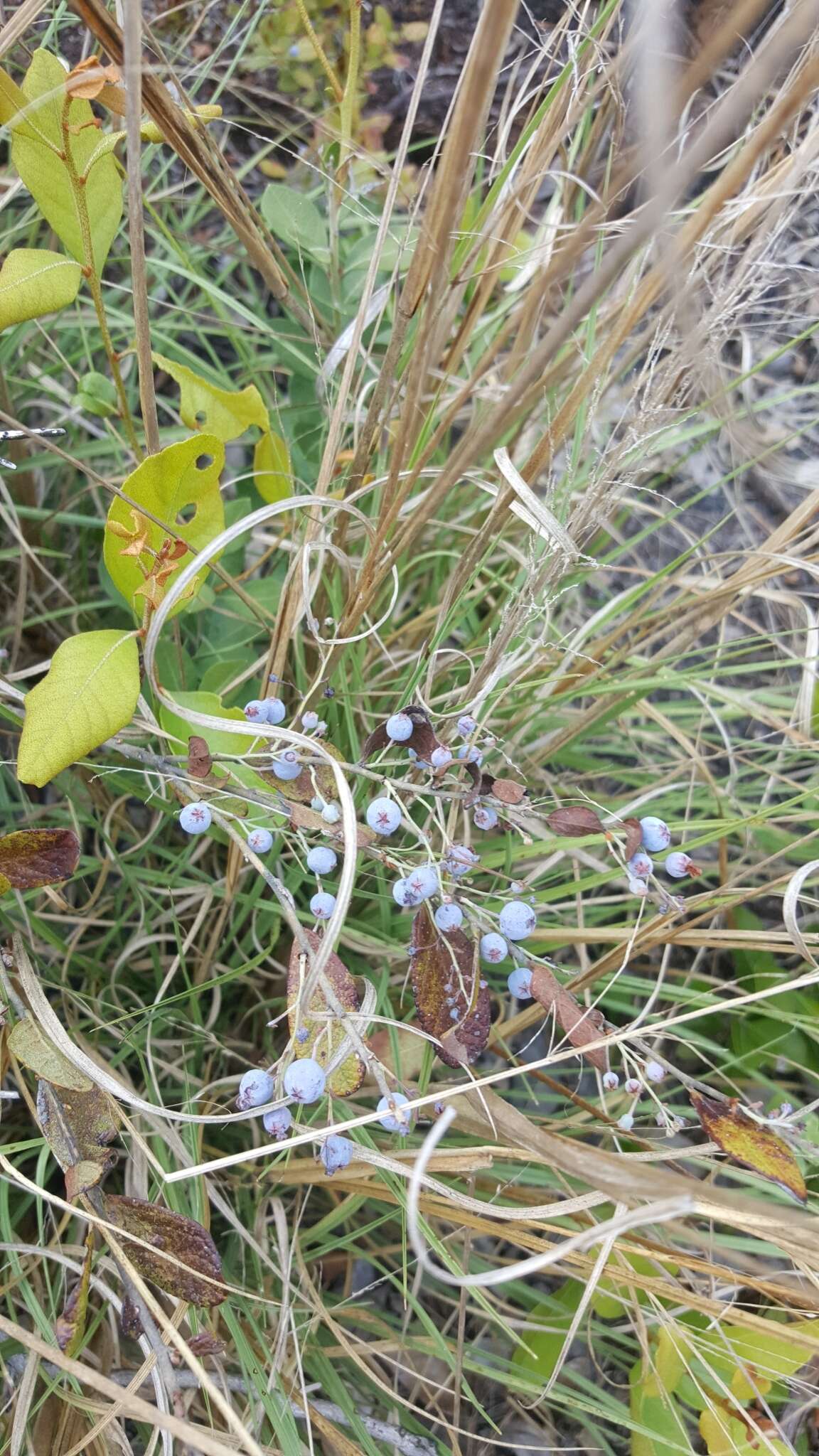 Image of Confederate huckleberry