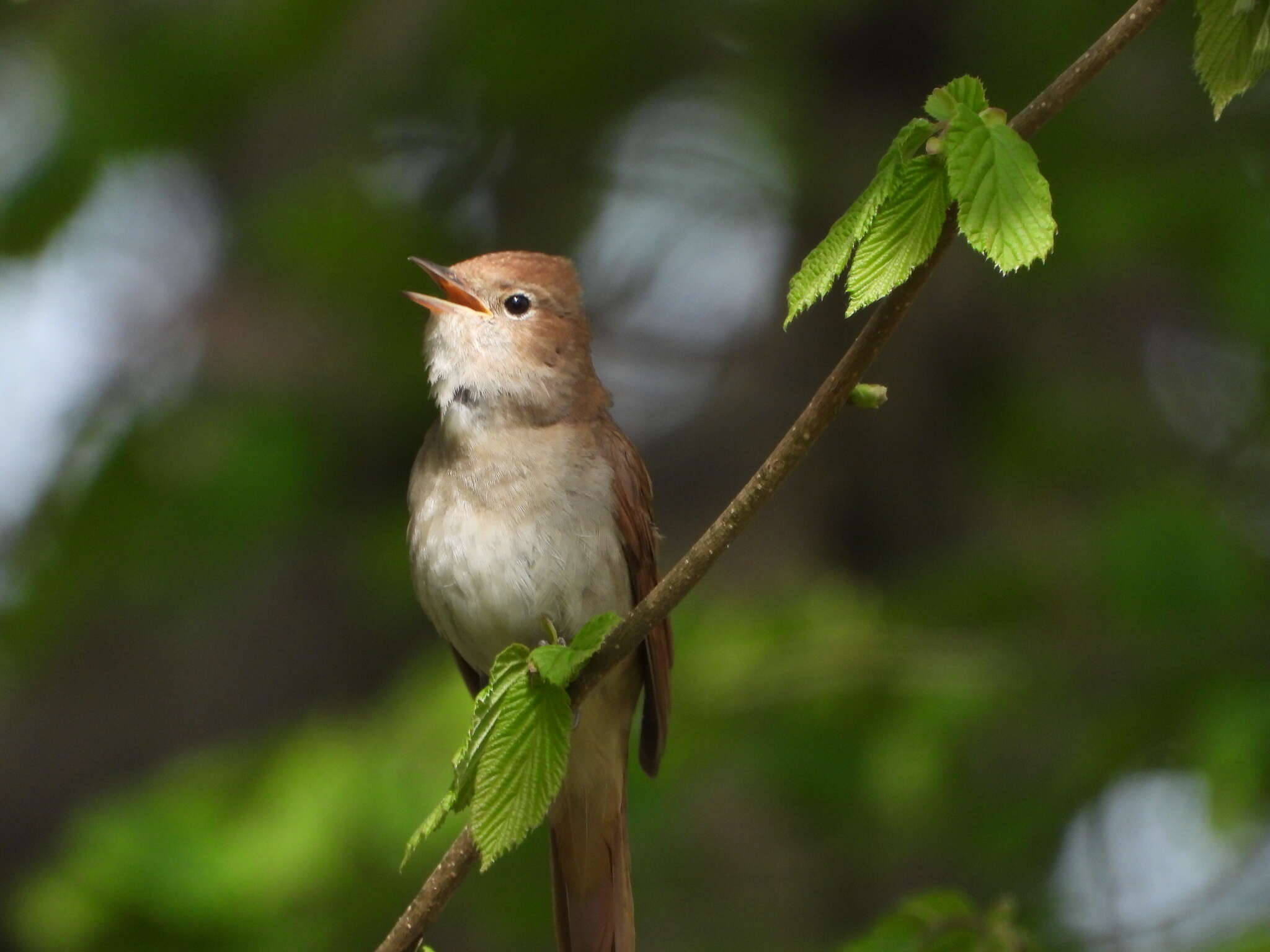 Image of Thrush Nightingale