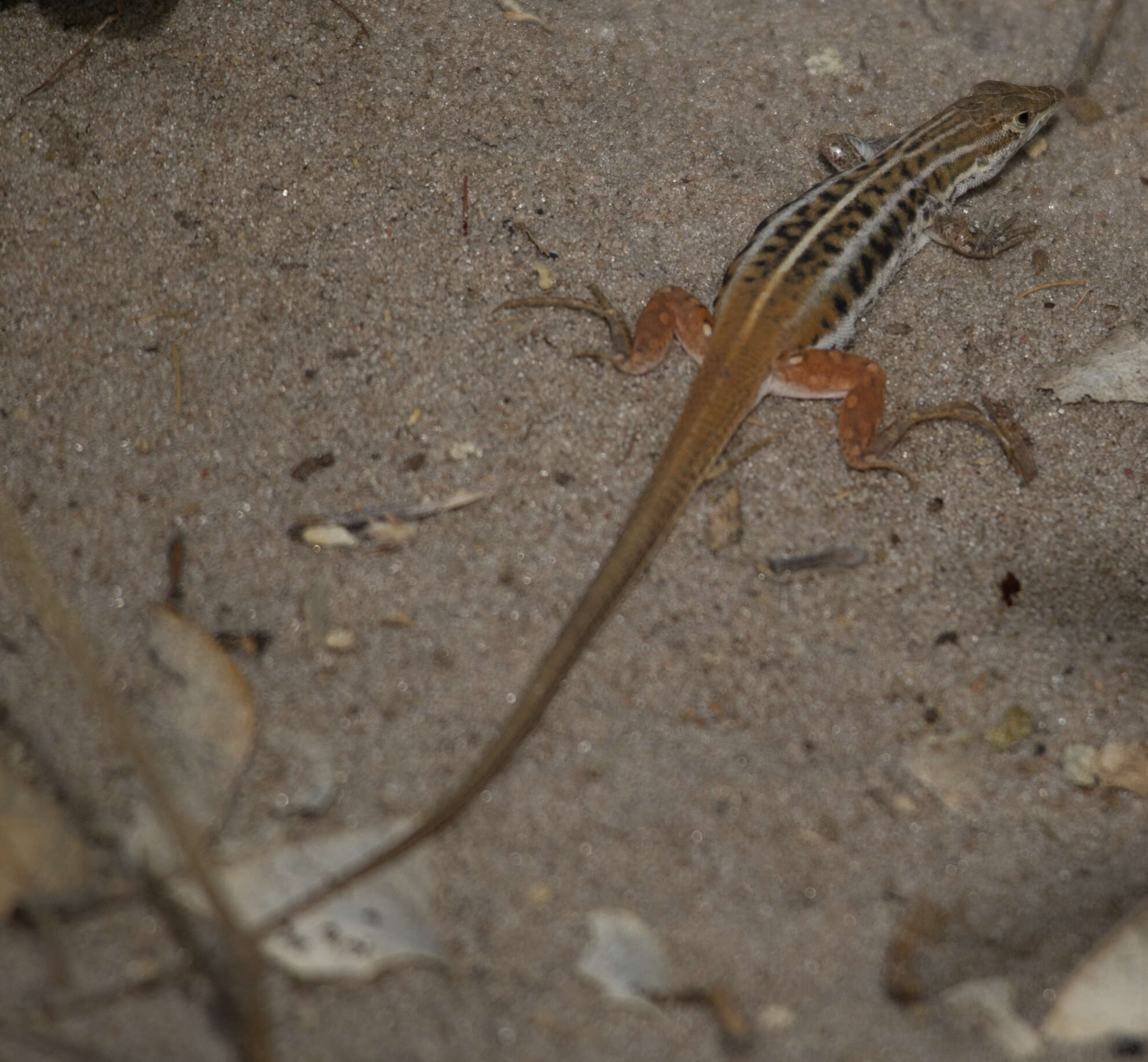 Image of Bushveld Lizard