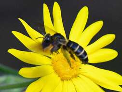 Image of Andrena fulvipennis Smith 1853