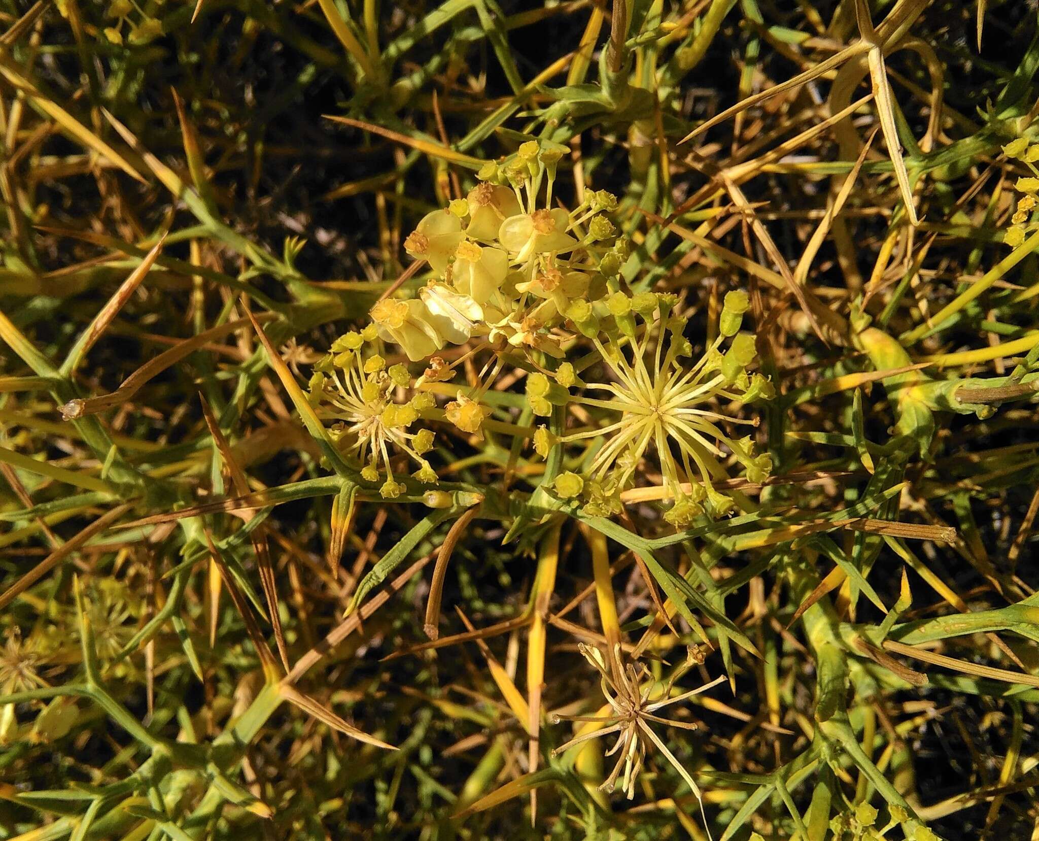 Imagem de Azorella prolifera (Cav.) G. M. Plunkett & A. N. Nicolas