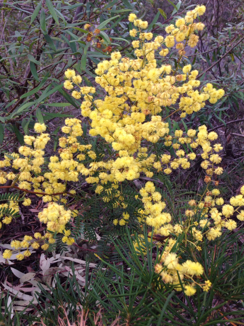 Imagem de Acacia terminalis (Salisb.) J. F. Macbr.