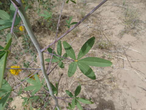 Image of Jones' Beeplant