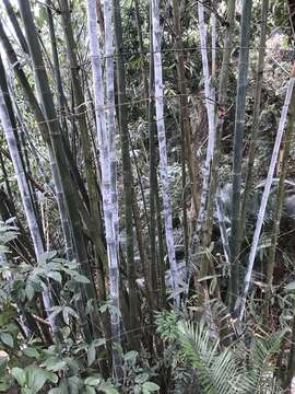 Image of wideleaf bamboo