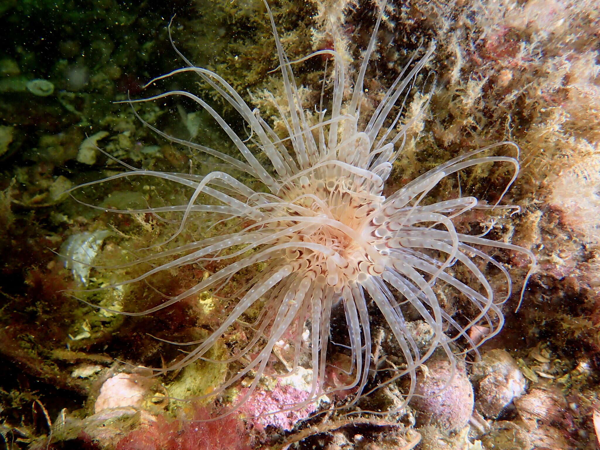 Image of Pachycerianthus fimbriatus McMurrich 1910