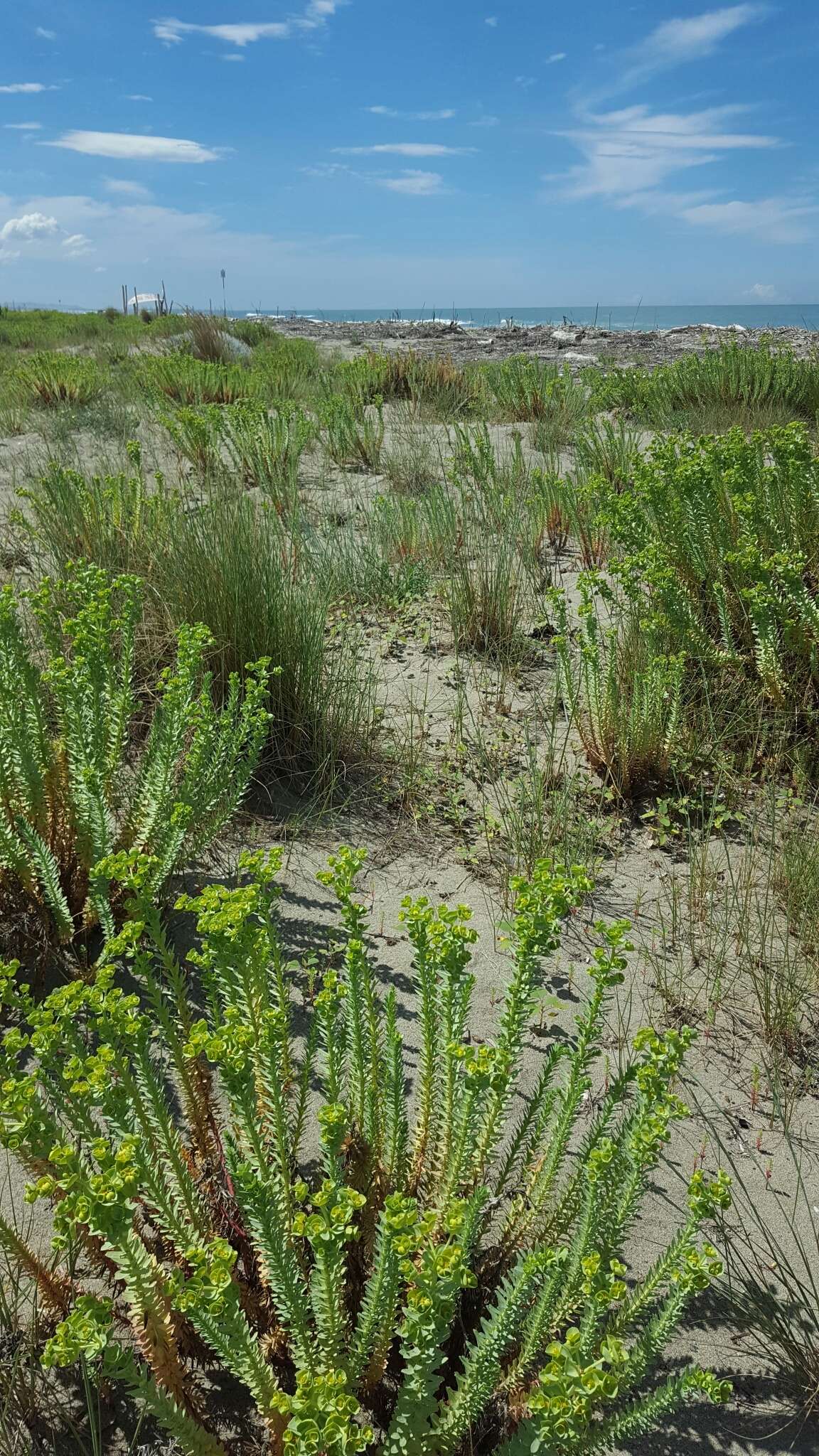 Image of sea spurge