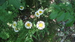 Image of daisy