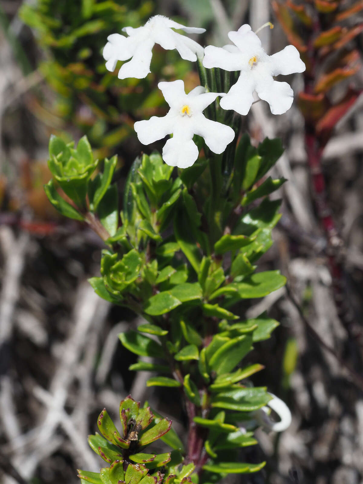 Plancia ëd Chascanum cernuum (L.) E. Mey.