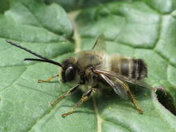 Image of Eucera nigrilabris Lepeletier 1841