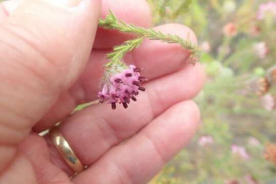 Image of Erica barbigeroides E. G. H. Oliver