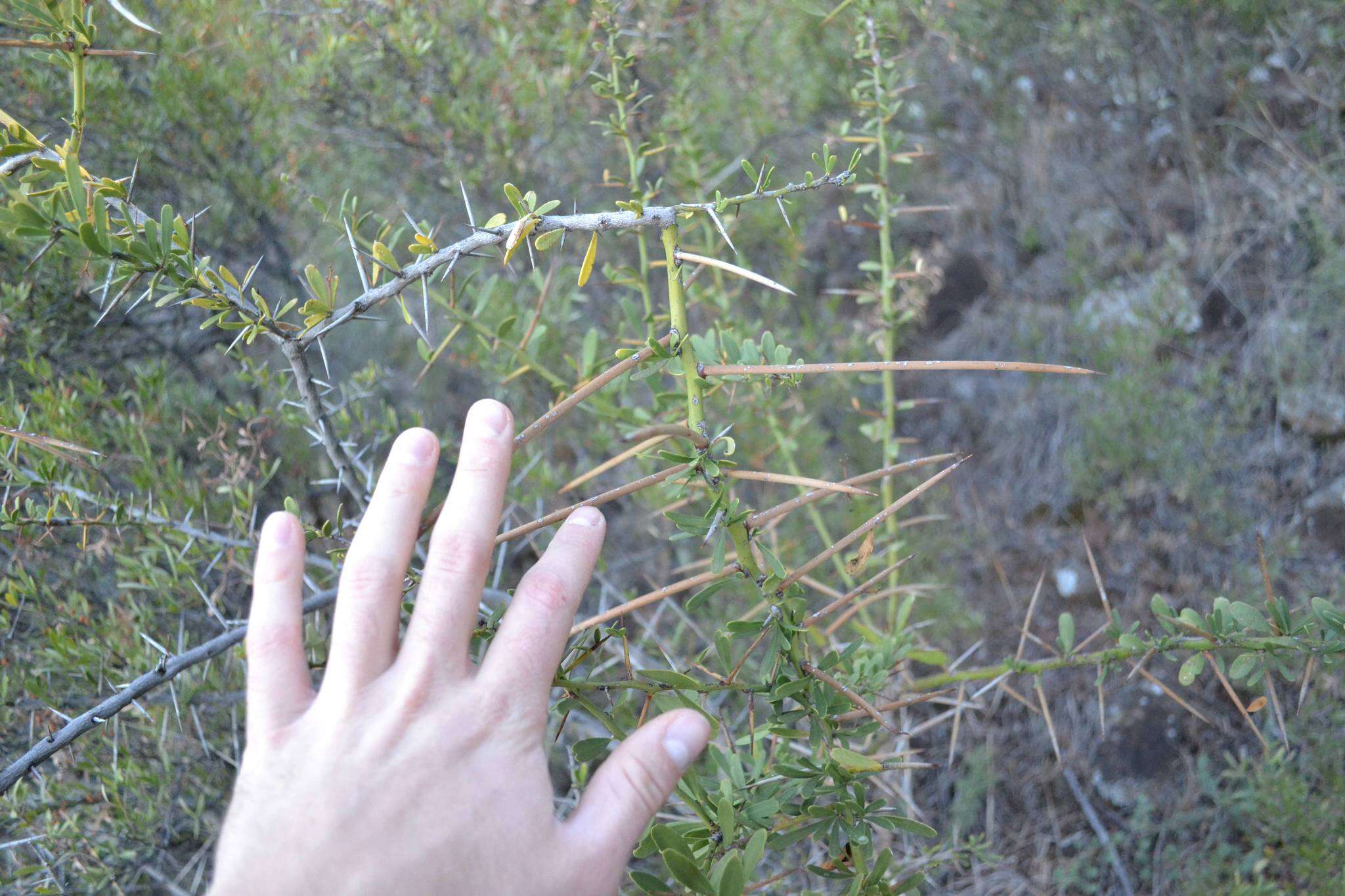 Image of Common Spike Thorn