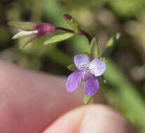 Image de Collinsia sparsiflora var. collina (Jepson) Newsom