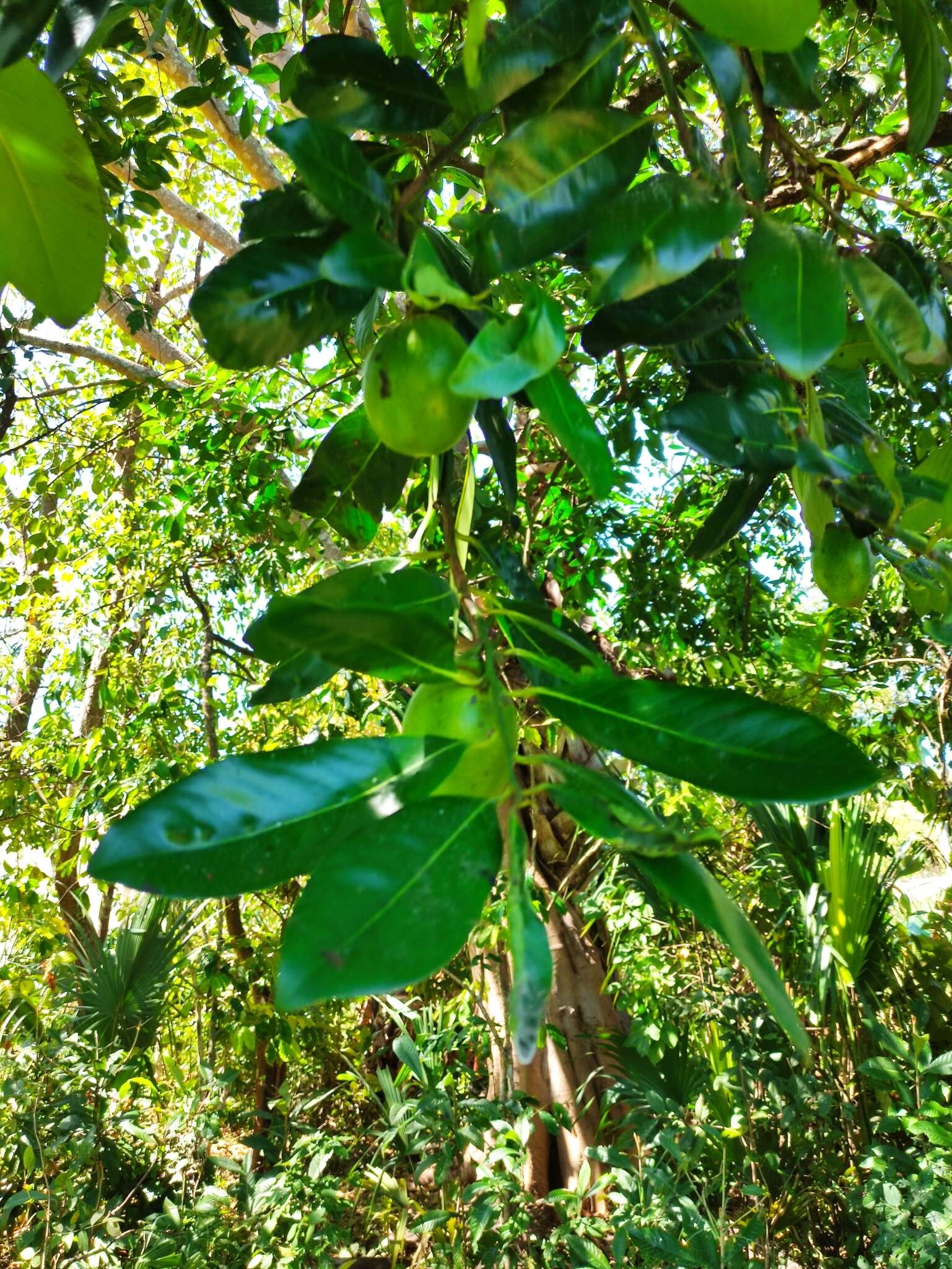 Plancia ëd Diospyros nigra (J. F. Gmel.) Perrier