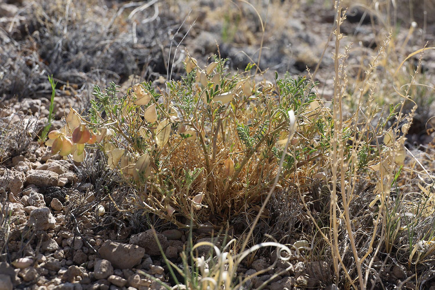 Sivun Astragalus allochrous var. playanus (M. E. Jones) D. Isely kuva