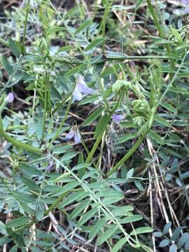 Imagem de Vicia ludoviciana subsp. leavenworthii (Torr. & A. Gray) Lassetter & C. R. Gunn