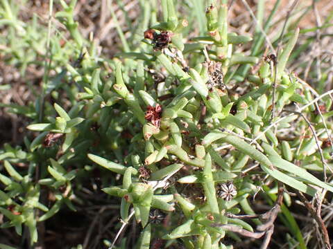 Image of Ruschia uitenhagensis (L. Bol.) Schwant.