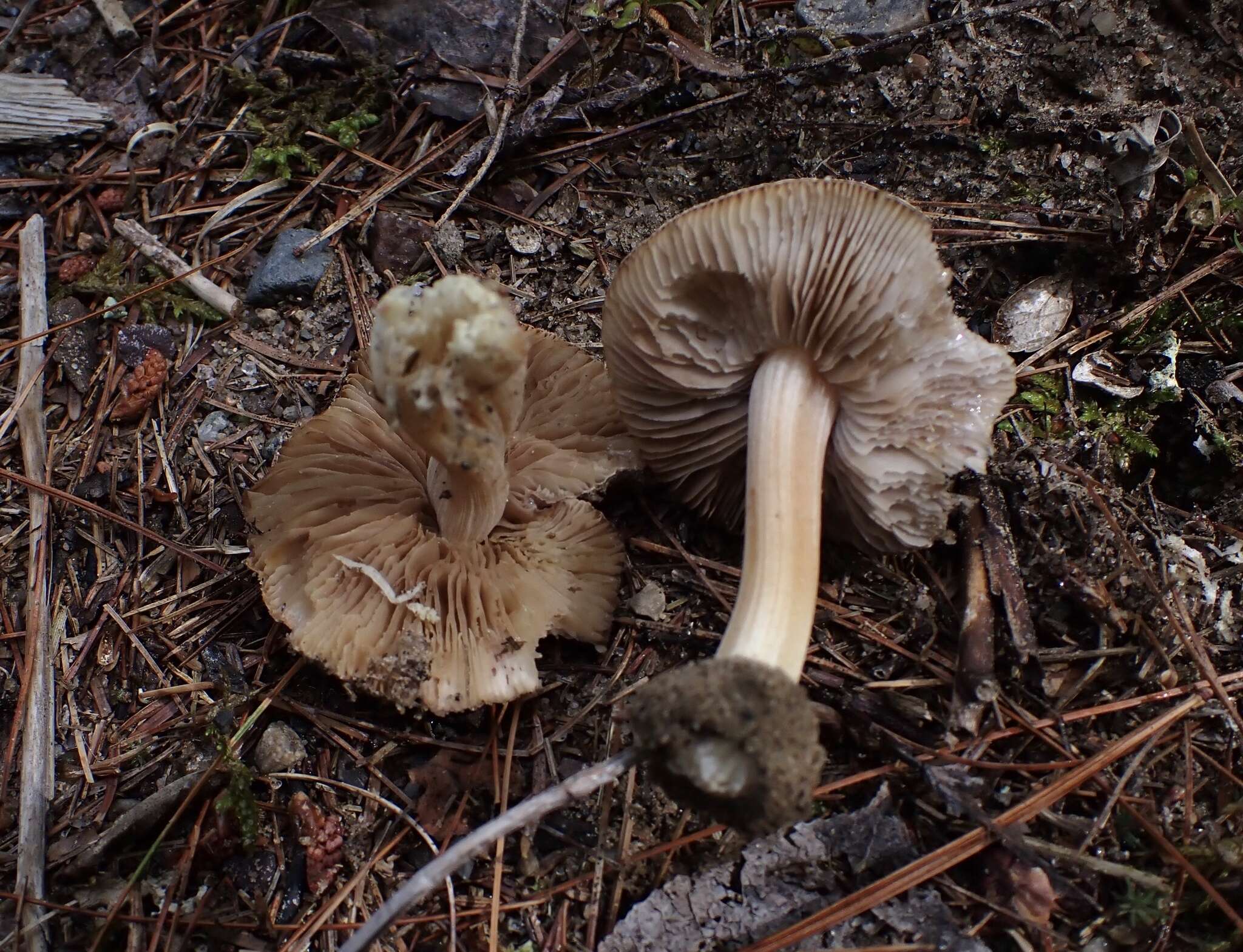 Plancia ëd Inocybe acriolens Grund & D. E. Stuntz 1975