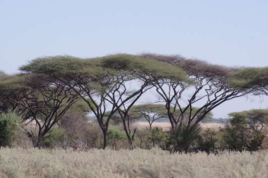 Imagem de Vachellia tortilis (Forssk.) Galasso & Banfi