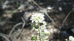 Imagem de Sphaerocardamum divaricatum (Rollins) Rollins