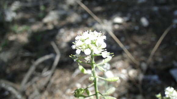 Plancia ëd Sphaerocardamum