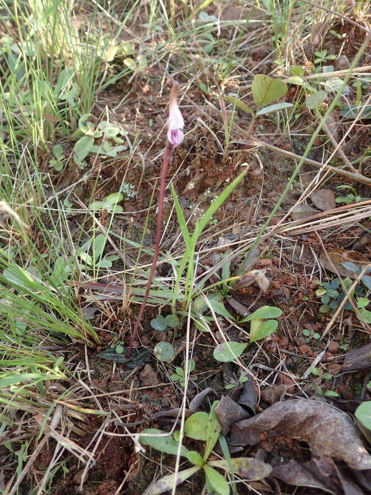 Image of Disperis woodii Bolus