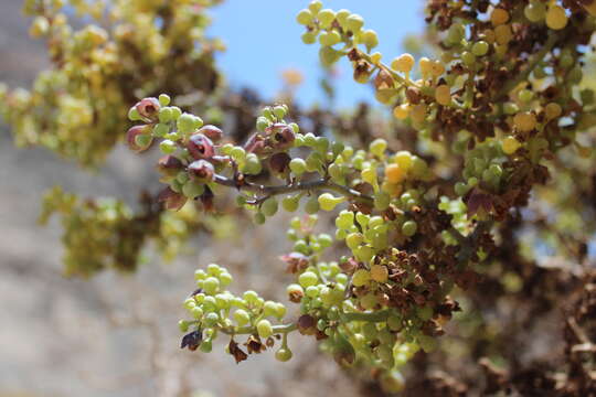 Image de Nolana peruviana (Gaud.) I. M. Johnst.