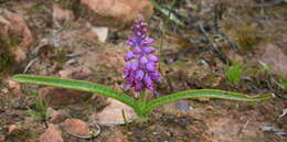 Image of Lachenalia pallida Aiton