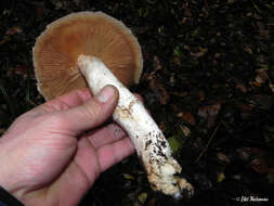 Image of Cortinarius lebre Garrido 1988