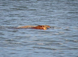 Image of Laptev Sea walrus