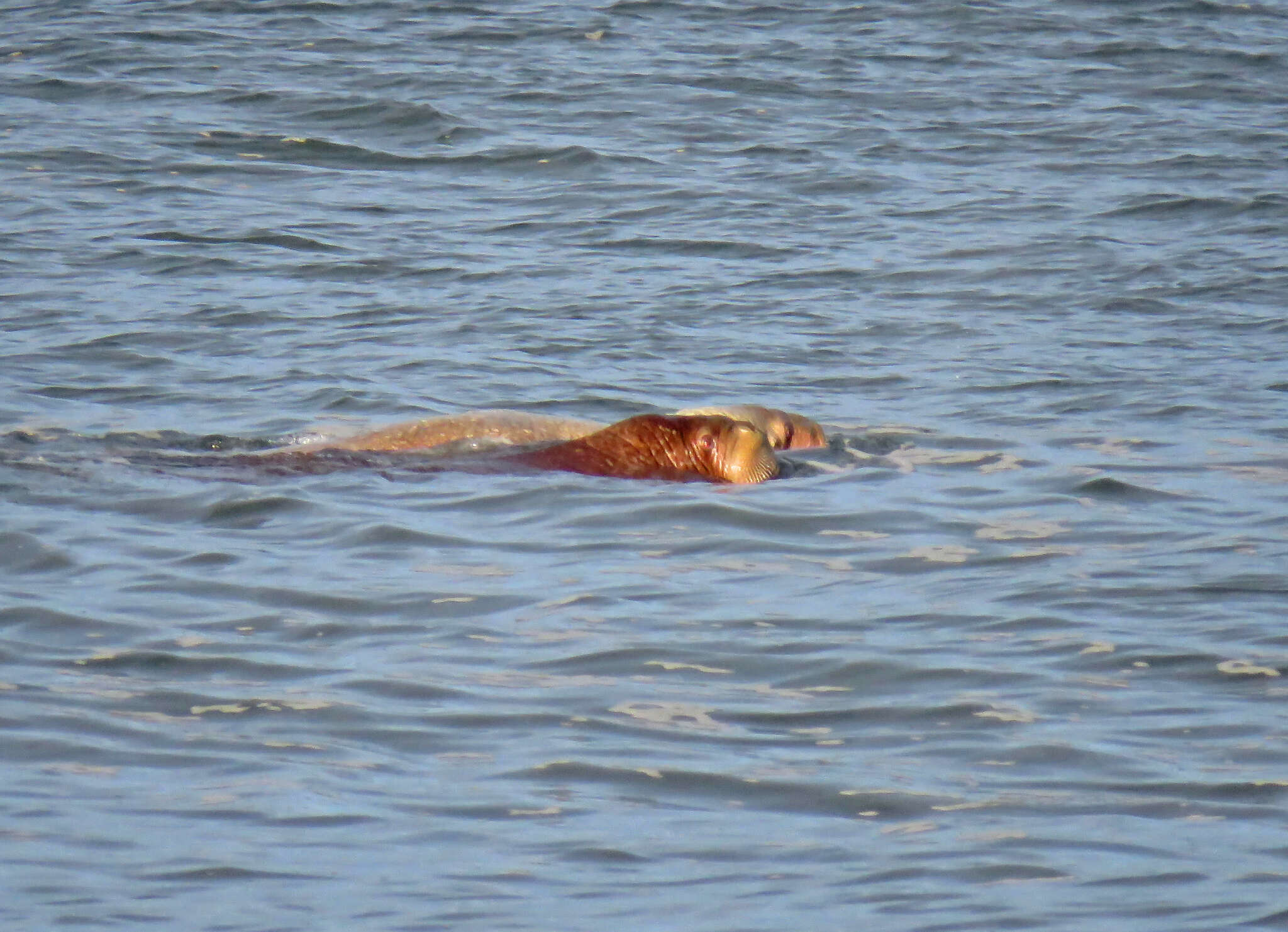 Image of Laptev Sea walrus